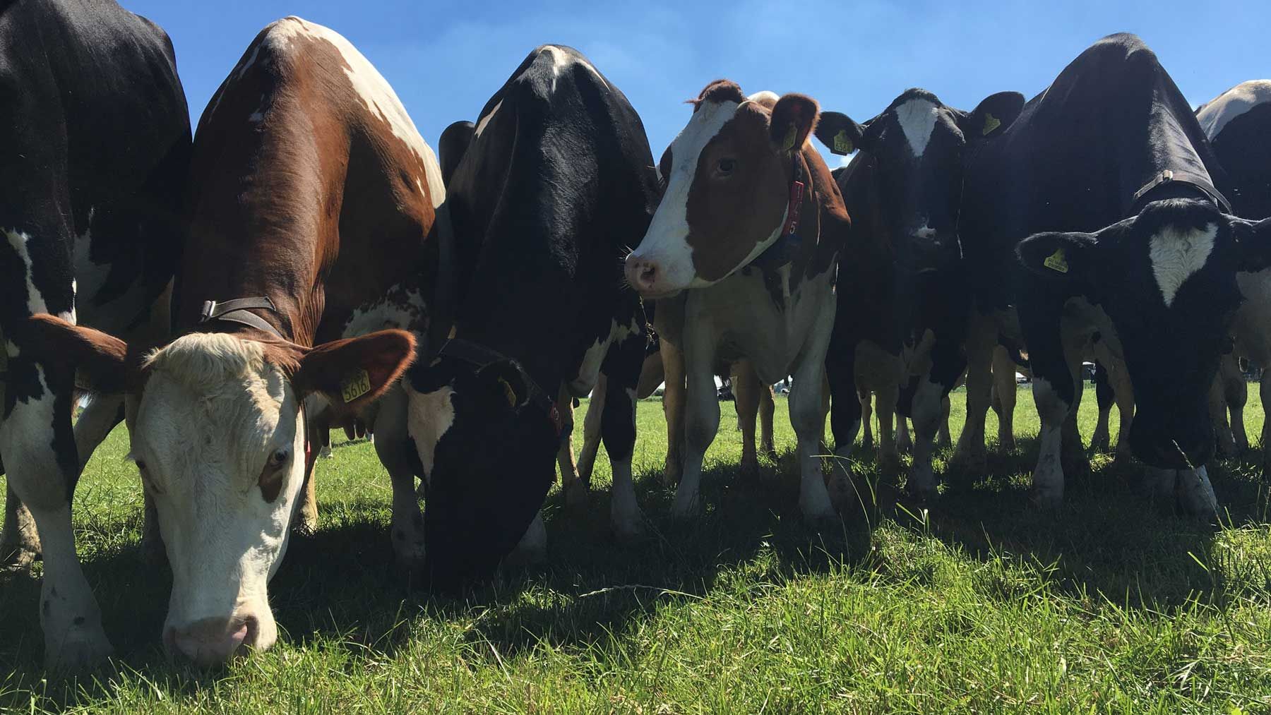 5 jaar Hoeksche Zuivel