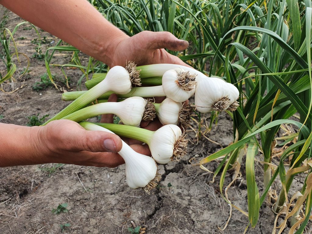 Knoflook Hoeksche Waard